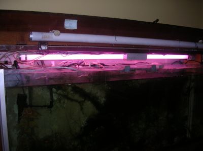 Aquário completo com capacidade total 250 litros de água