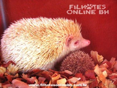 Hamster Chines filhotes a venda - Puppies for sale