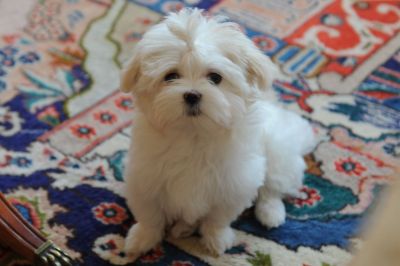 Filhotes de Maltês Micros Machos e Fêmeas pronta Entrega