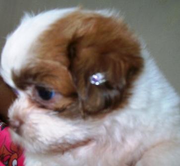 Vendo, lhasa apso, Porto Alegre,