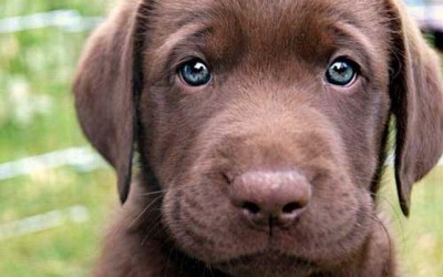 Trabalhamos com Labradores de todas as cores.