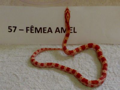 Corn Snake/Cobra do Milho