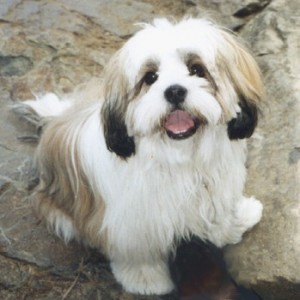 Lhasa Apso Fêmea Adulta