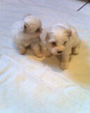 maltes de bolso,lindos filhotes