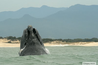 Turismo de Observação de Baleias