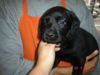 Procurando Filhotes de Qualidade?Poodle Lhasa Pinscher Labrador Rottweiler Boxer Basset...Consulte-n