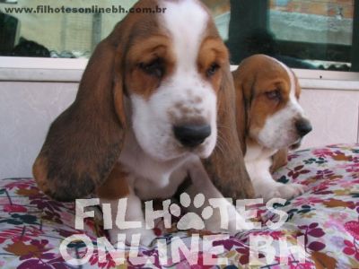 Basset Hound - Canil Filhotes On Line BH