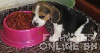 Hamster Chines filhotes a venda - Puppies for sale