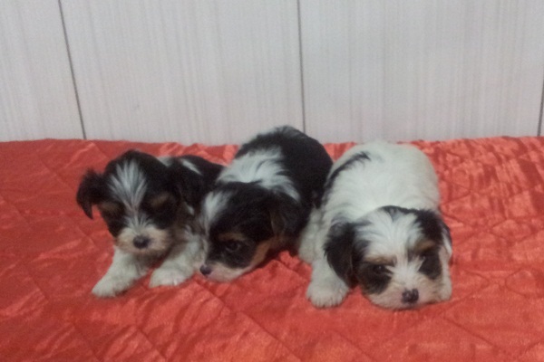 Filhote de Biewer Yorkshire Terrier