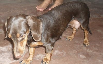 Vendo filhotes de TECKEL SALCHICHA, COFAPINHO