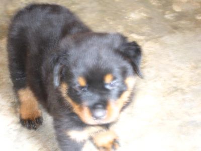 J-Unit Adestramento, Hospedagem & Venda de Filhotes