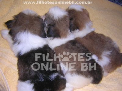 Shih Tzu - Canil Filhotes On Line BH