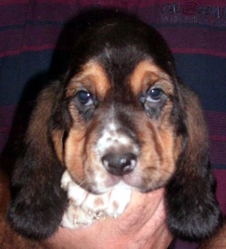 Basset Hound