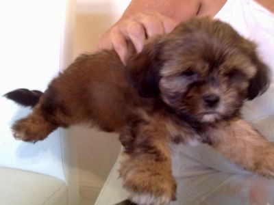 Filhotes de Shitzu com Yorkshire