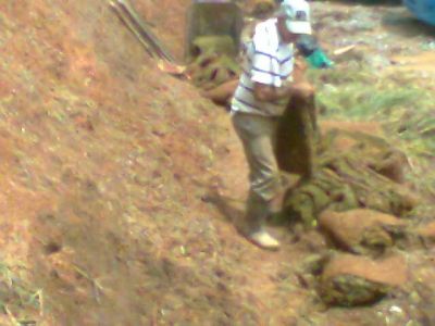 grama para jardim ,11-2303-5217,07303-3441