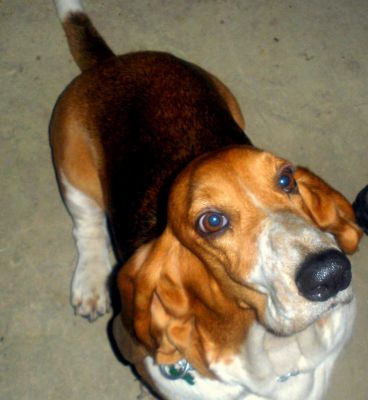 Venda de filhotes de basset hound e shih tzu