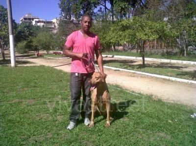 Adestramento inteligente de cães ( sem castigo)