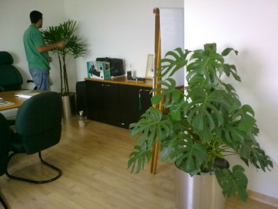 PAISAGISMO EM VASOS LOCAÇAO ALUGUEL PLANTAS ORNAMENTAIS