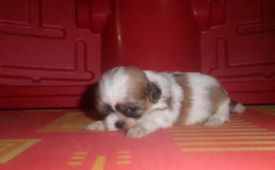 Filhote de Lhasa Apso