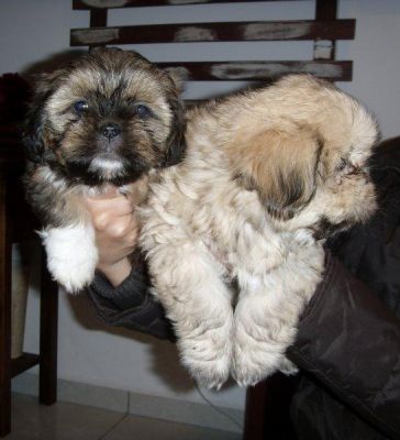 Filhotes de Lhasa Apso (Macho e Fêmea)