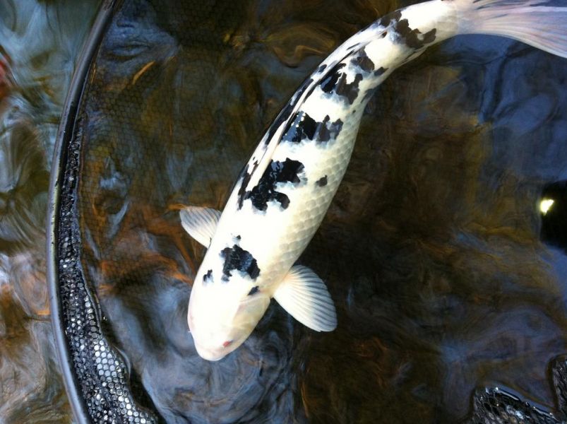 Carpas de raça nishikigoi