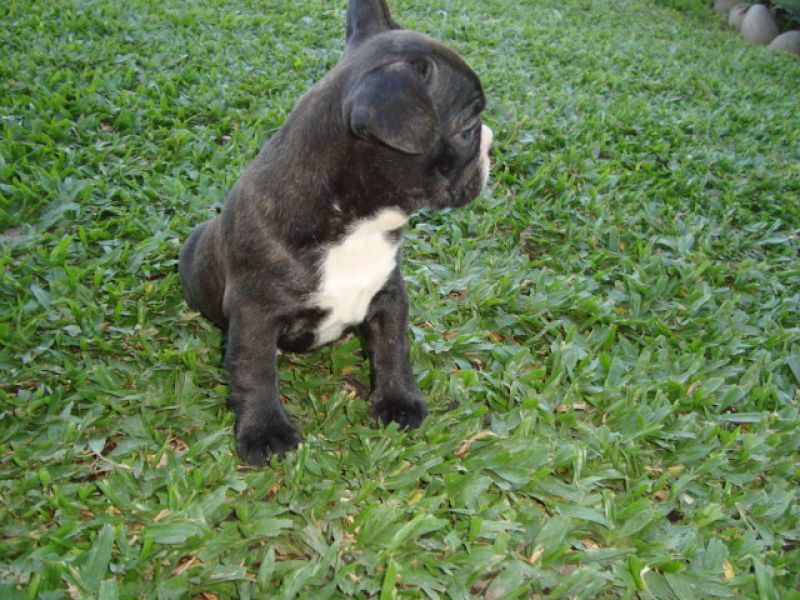 Bulldog frances lindos filhotes