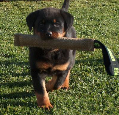 Filhotes de Rotweiller, campeões brasileiros e panamericanos R$800