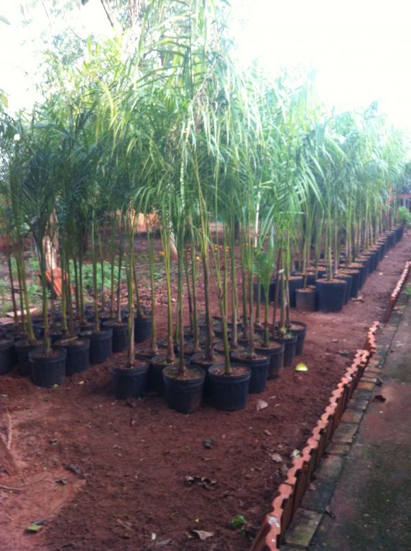 Lote com 40 mudas de palmeira Imperial