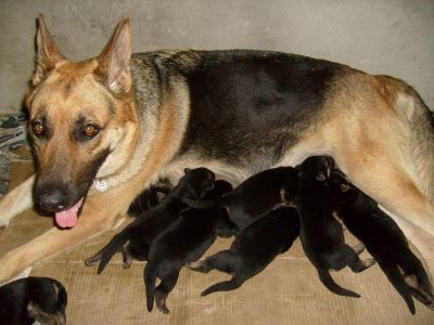 Vendo filhotes de pastor alemão capa preta 
