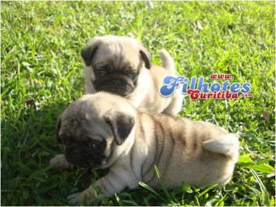 PUG EM CURITIBA LINDOS FILHOTES
