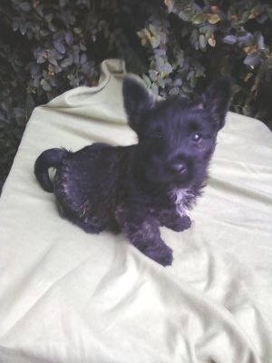 SCOTTISH TERRIER