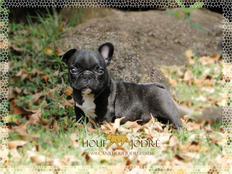 Bulldog Francês Microchipado, Pequeno e Compacto, Filho de Campeão, Pedigree CBKC