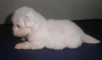 Filhotes de Lhasa Apso