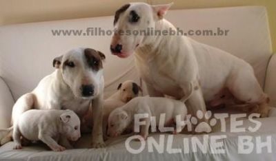 Bull Terrier a venda - Canil Filhotes On Line