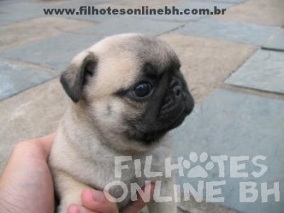 Pug a venda - Canil Filhotes On Line BH
