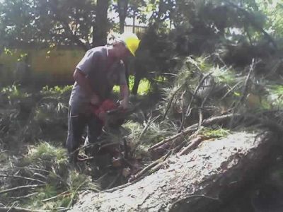 corte de árvores 11-2303-5217 ,7303-3441