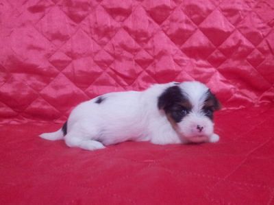 Biewer Yorkshire Terrier