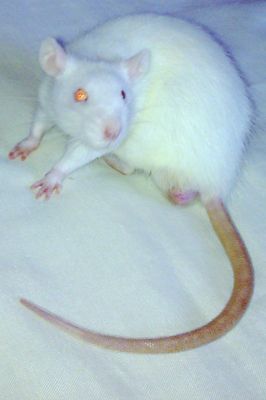 Vendo Ratos Twister.