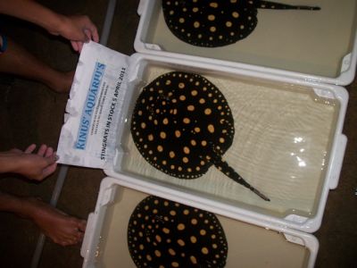 ARRAIAS  DIAMANTE NEGRO - STINGRAYS BLACK DIAMOND, ECLIPSE BLACK ISLAND