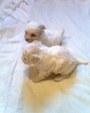 maltes de bolso,lindos filhotes