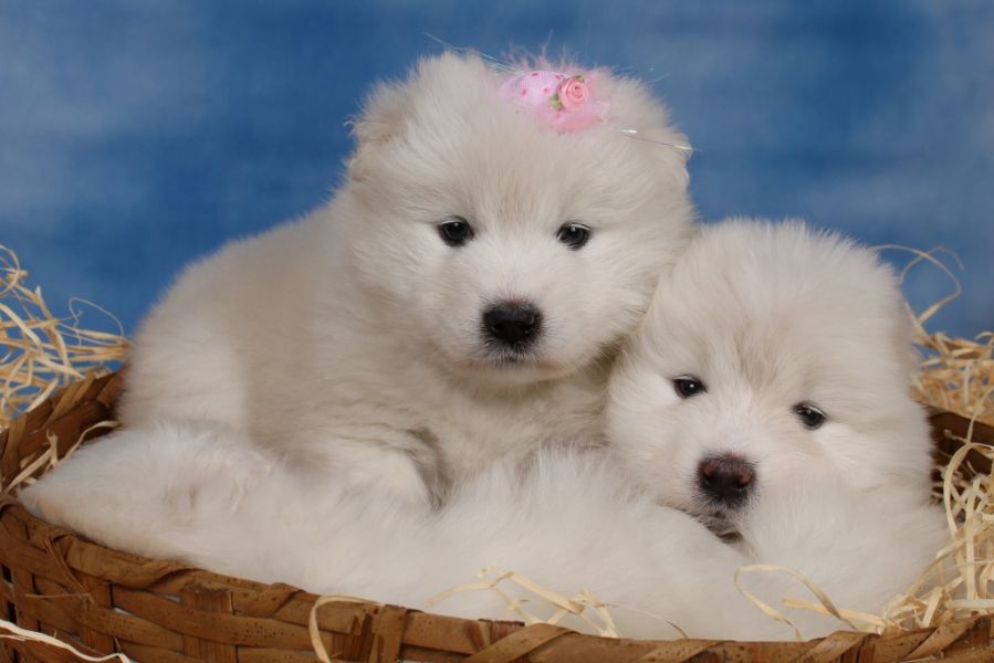 Samoieda - Vendo lindos filhotes