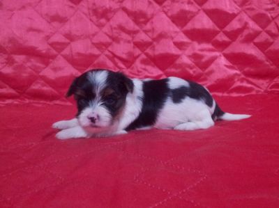 Biewer Yorkshire Terrier