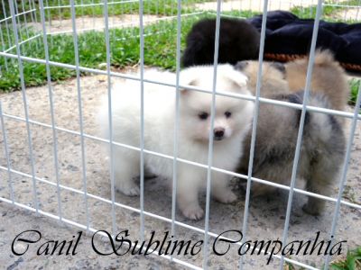 Spitz Alemão / Lulu da Pomerania - Filhotes com Pedigree a venda