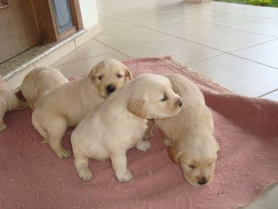 VENDO FILHOTES DE  GOLDEN RETRIEVER