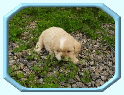 Lhasa Apso - Shih-Tzu Filhotes a Venda