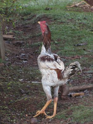 FRANGOS ÍNDIO GIGANTE-LONDRINA-PARANÁ-BRASIL.