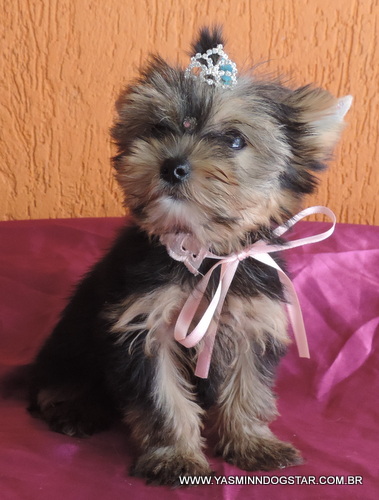 Linda fêmea de Yorkshire micro