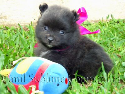 Spitz Alemão / Lulu da Pomerania - Filhotes com Pedigree a venda