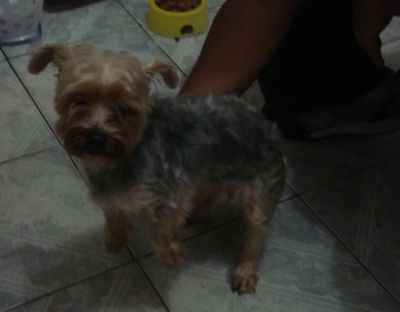 Yorkshire Fêmea Adulta