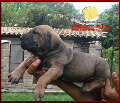 Fila Brasileiro - Filhotes constantemente disponíveis